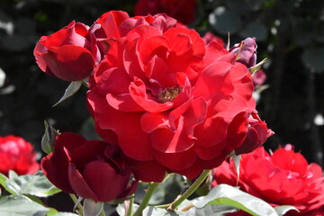 日本の自然、日本の食べ物