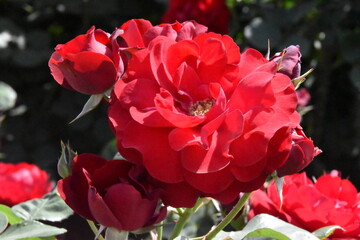 日本の自然、日本の食べ物