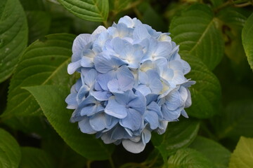 日本の自然、日本の食べ物