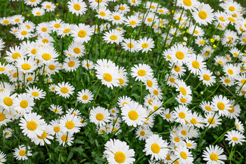 Many beautiful daisies. Background from flowers. Camomile field. Wildflowers. Background from natural flowers.