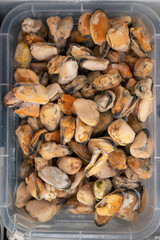 Frozen mussels in fridge at the fish market. Healthy eating and fish market concept
