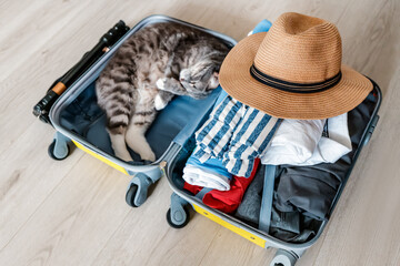 Packing of luggage for vacation. The cat fell asleep in the compartment of the suitcase and is...