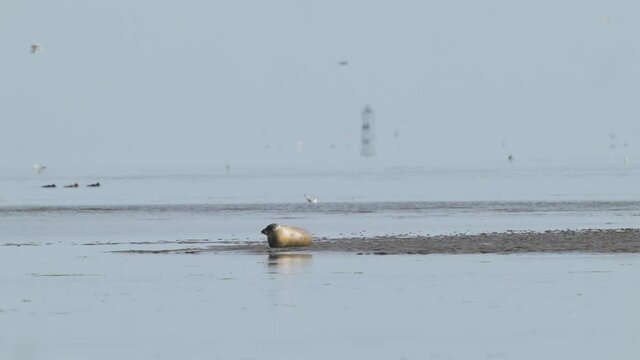 A wild harbor seal, phoca vitulina spotted in the middle of muddy sandbank resting and sunbathing under the sun in pristine preservation area with birds and seagulls foraging and flying in the scene.
