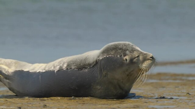 A wild earless caspian seal, pusa caspica spotted sunbathing on the shore, enjoying beautiful sunshine, handheld close up shot.