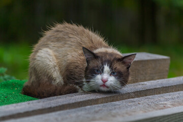 Wet sad cat ragdoll is sitting in the rain