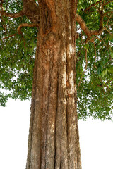 Image of the base of an tree on a white background.