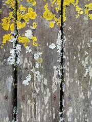 texture of old gray boards covered with moss