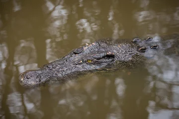 Deurstickers Australian saltwater crocodile in water © Stephen Browne