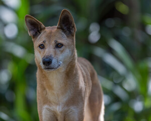 Portrait of a Dingo, Australia's native dog with blurred background