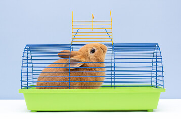 Red-eared rabbit in a cage. A beautiful pet. Fluffy animal, fur. Home, joy