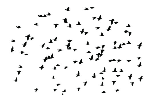 Bird silhouettes. Silhouette bird illustration vector for icon or anything. Vector. 