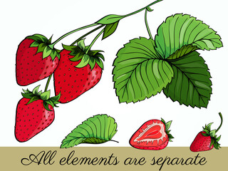 Set of fresh strawberry. Collection of ripe berry, leaves, leaf, plant, half, slice, seeds. Organic food sketch. Colorful vector illustration isolated on white background. Outline freehand drawn.