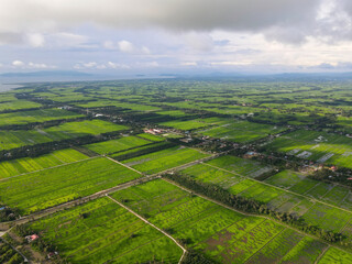 Aerial view green natural landscape of paddy field