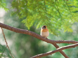 アトリ Fringilla montifringilla