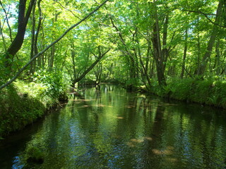 初夏の林の中の川面