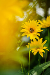 Bee on yellow flowers 