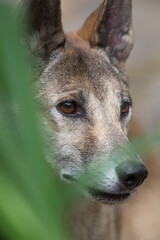 Portrait of a Dingo, Australia's native dog with blurred background