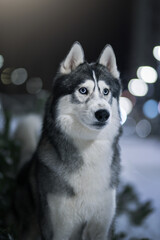 Siberian husky