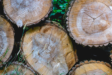 Naklejka premium Stack of logs