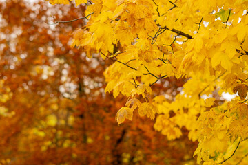 Golden leaves in autumn