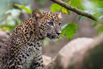 Sri Lankan leopard cub, Panthera pardus kotiya