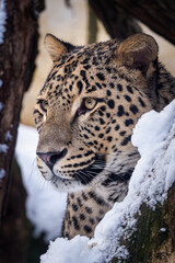 Persian leopard (Panthera pardus saxicolor) in winter.
