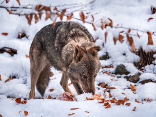 Iberian wolf (Canis lupus signatus) on snow.