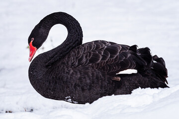 Black swan (Cygnus atratus) in the snow. Beautiful west australian black swan in winter.