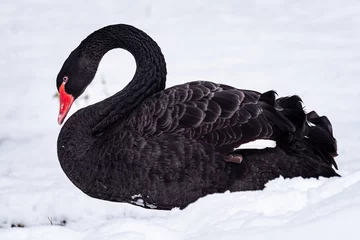 Zelfklevend Fotobehang Black swan (Cygnus atratus) in the snow. Beautiful west australian black swan in winter. © Lubos Chlubny