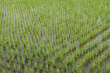田植え１ヶ月後の水田