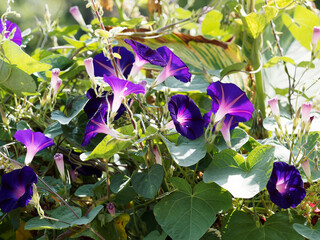 (Ipomoea purpurea) Volubilis ou ipomées pourpres à grandes fleurs groupées en cymes à corolle...