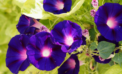 Ipomoea purpurea - Gros plan sur grandes fleurs de liserons bleus ou volubilis à corolles en...