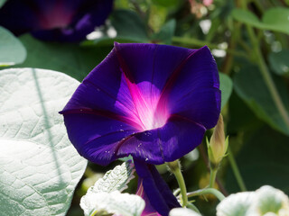 Ipomoea purpurea - Gros plan sur grande fleur de liseron bleu ou volubilis à corolle en entonnoir...