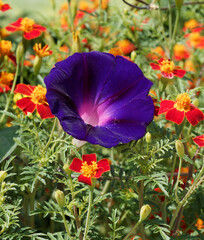 Ipomoea purpurea - Gros plan sur grande fleur de liseron bleu ou volubilis à corolle en entonnoir...