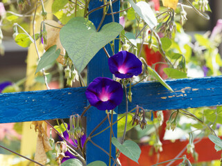 Volubilis ou ipomées pourpres ou Ipomoea purpurea aux grappes de grosses fleurs à corolles rose...