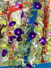 Ipomoea purpurea ou ipomées pourpres à tiges grimpantes garnies de fleurs en cymes à corolle en...