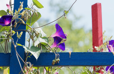 (Ipomoea purpurea) Volubilis ou ipomées pourpres à grandes fleurs groupées en cymes à corolle...