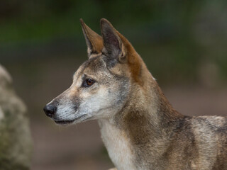 Portrait of a Dingo, Australia's native dog with blurred background