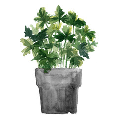 Herbs in a flowerpot. Oregano in a pot. Rosemary in a pot. Herbs painted with watercolors on white background