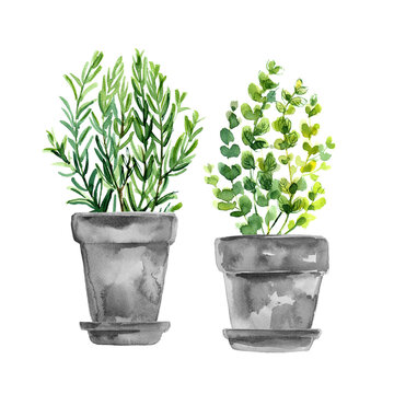 Herbs in a flowerpot. Oregano in a pot. Rosemary in a pot. Herbs painted with watercolors on white background