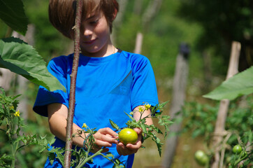 Enfant au potager - récolte de tomates vertes