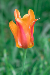 tulip in the garden