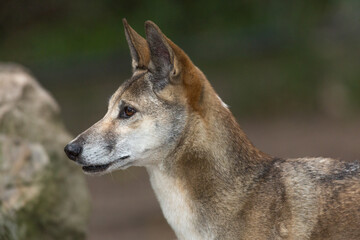 Portrait of a Dingo, Australia's native dog with blurred background