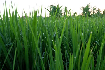 Fototapeta na wymiar Riceplant with dew inthe morning