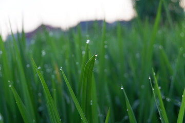 dew on grass riceplant, paddy close up, plantation, food,