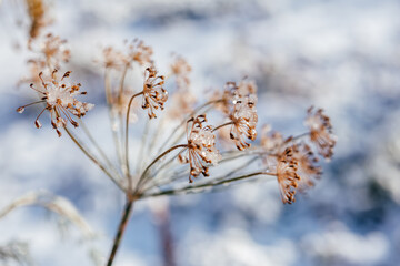 Dry dill flowers covered with frost and snow in winter garden
