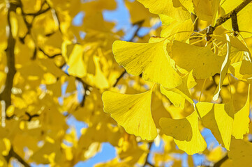 イチョウの黄葉