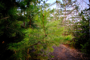 green forest in the morning
