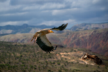 egyptian vulture also called as pharaoh's chicken on Socotra island