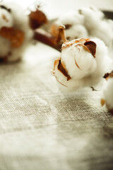 a branch of cotton on a fabric close-up 